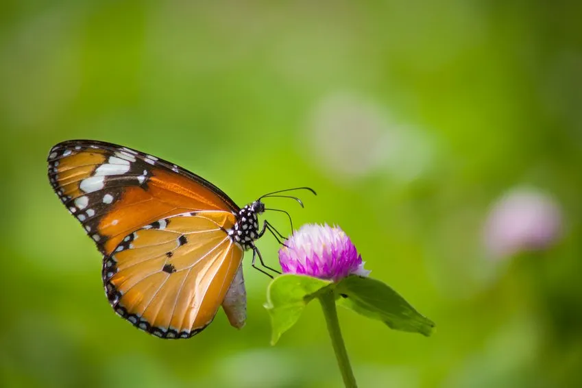 Could it Crack? Embrace Fragility.